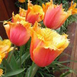 Tulipa 'Lambada' - 