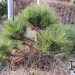 Pinus Nigra 'Nana' - 