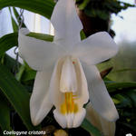 Coelogyne cristata - Engelsorchidee