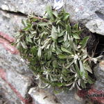 Antennaria dioica var. borealis 'Senior' - 