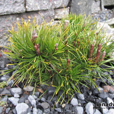 Pinus mugo - Pinus mugo var. pumilio