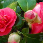 Camellia japonica 'Wildfire' - 