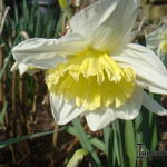 Narcissus 'Ice Follies'  - 