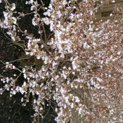 Prunus incisa 'Kojou-no-mai' - 