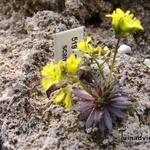 Draba lasiocarpa - Karpaten-Felsenblümchen