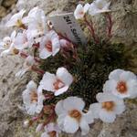 Saxifraga x megaseaeflora 'Roztyly' - 