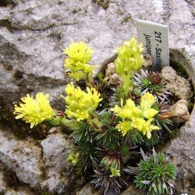 Saxifraga juniperifolia - 