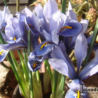 Iris reticulata 'Alida' - 