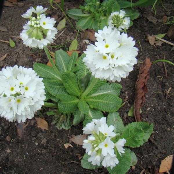 Primula Denticulata Alba Entretien