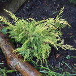 Juniperus x pfitzeriana 'King of Spring' - 