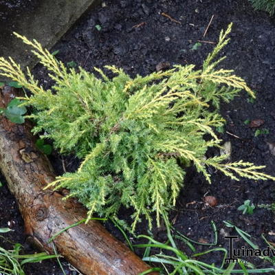 Juniperus x pfitzeriana 'King of Spring' - Juniperus x pfitzeriana 'King of Spring'