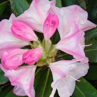 Rhododendron yakushimanum 'Tina Heinje'