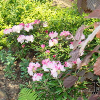 Rhododendron yakushimanum 'Tina Heinje' - 