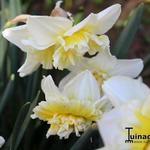 Narcissus 'Ice King' - 