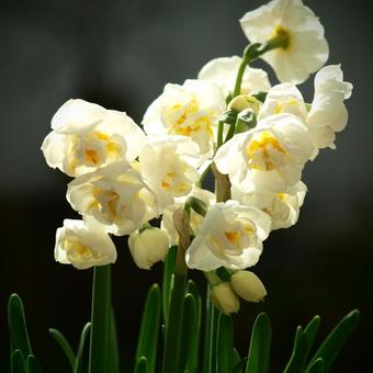 Narcissus tazetta 'Bridal Crown'