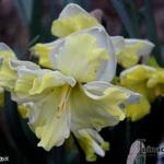 Narcissus 'Cassata' - 