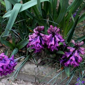Hyacinthus orientalis 'Woodstock'