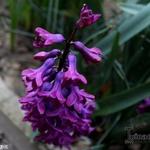 Hyacinthus orientalis 'Woodstock' - 