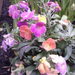 Erysimum linifolium 'Wenlock Beauty' - 