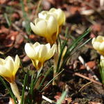 Crocus chrysanthus 'Cream Beauty' - 