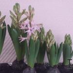 Hyacinthus orientalis 'Pink Pearl' - 