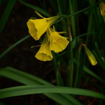 Narcissus bulbocodium 'China Gold'