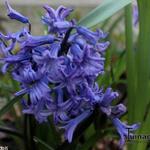 Hyacinthus orientalis 'Anastasia' - 