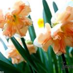Narcissus 'Apricot Whirl' - 