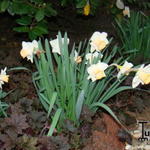 Narcissus 'Salome' - 