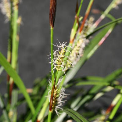 Carex morrowii ‘Irish Green’ - Carex morrowii ‘Irish Green’