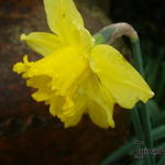 Narcissus 'King Alfred' - 