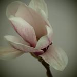 Magnolia x soulangeana - Tulpen-Magnolie - Magnolia x soulangeana