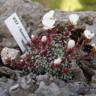 Saxifraga x bhratangensis 'Mollie Broom' - 