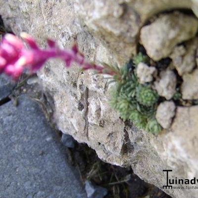 Saxifraga sempervivum form stenophylla - 