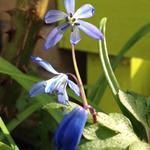 Scilla siberica 'Spring Beauty' - 
