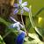 Scilla siberica 'Spring Beauty'