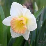 Narcissus 'British Gamble'  - 