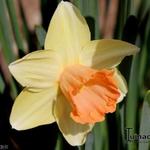 Narcissus 'Fortune' - 