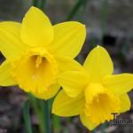 Narcissus 'Dutch Master' - 