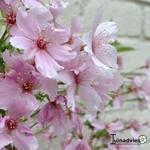 Prunus nipponica 'Brilliant' - 