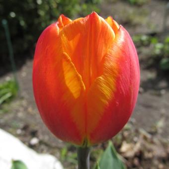 Tulipa 'Flair'