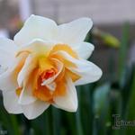 Narcissus 'Replete' - 