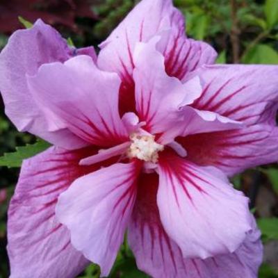 Hibiscus syriacus 'Purple Pillar' - 