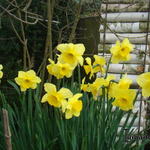 Narcissus 'Yellow Sun'  - 