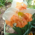 Narcissus 'Sunny Girlfriend' - 