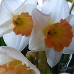 Narcissus 'Louise de Coligny'  - 