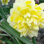 Narcissus 'Sweet Pomponette' - 