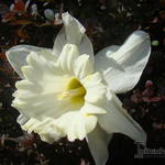 Narcissus 'Beersheba' - 