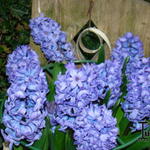 Hyacinthus orientalis 'Blue Jacket' - 