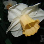 Narcissus 'Spring Pride' - 